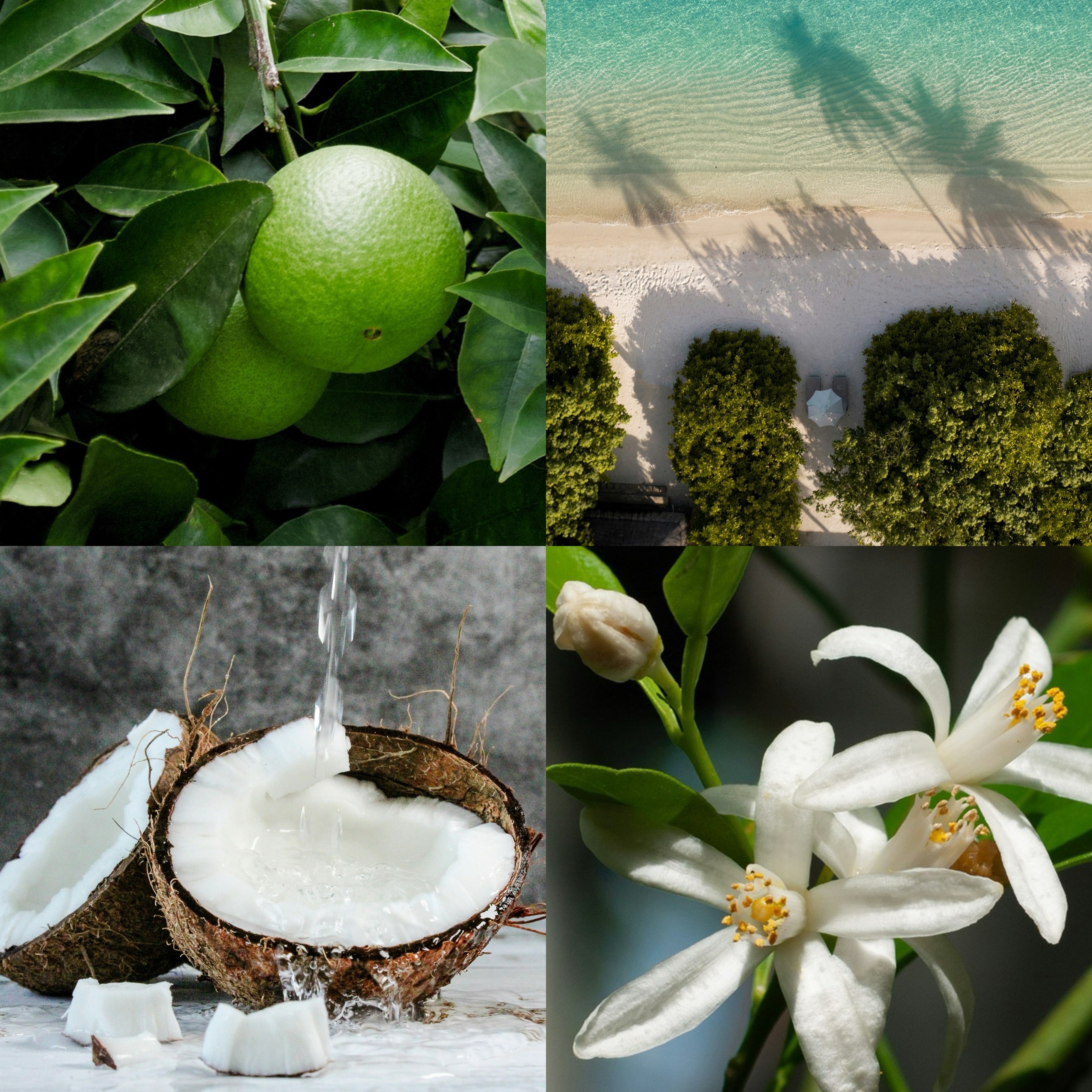 Coconut Water & Lime Leaf Duftkerze | Marmoriert